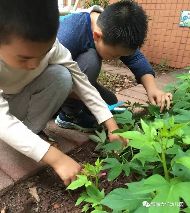 我们一起来看看 小朋友和绿色植物们的成长之路吧     植物成长的