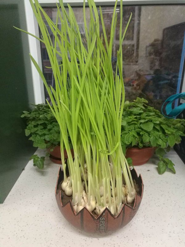 如何种植大蒜幼儿园 663e433c-f655-46f0-9f0b-8f5f9ccc0b1f.jpg