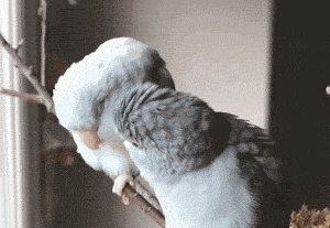 ΢��ͼƬ_20190417103409.gif